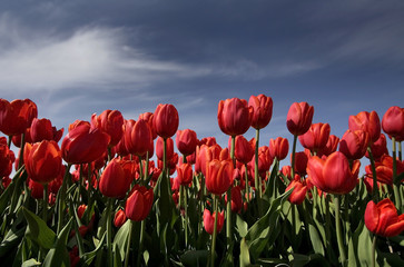 Red Tulip Plants