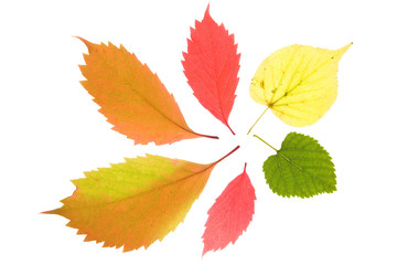 Colorful leaves collection isolated on white