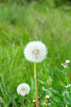 dandelion