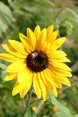 Sonnenblume mit Biene