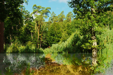 for&ecirc;t en &eacute;t&eacute;