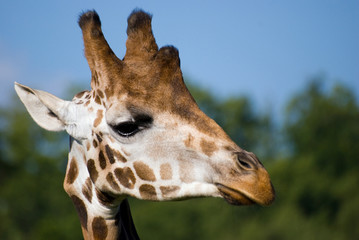 girafe