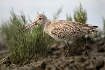 Godwit 1