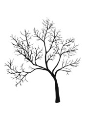 Obraz premium tree shiluette