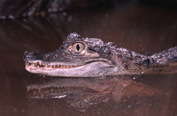 Young spectacled caiman native to South America