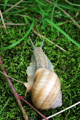 Weinbergschnecke