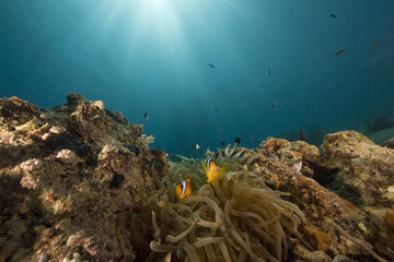 Red sea anemonefish (Amphipiron bicinctus) and bubble anemone