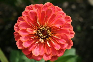 Zinnia