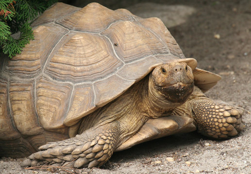 Tortoise