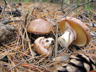 growing mushrooms in the forest