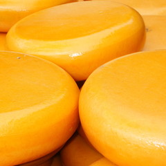 Käselaiber auf dem Kaasmarkt in Alkmaar / Niederlande