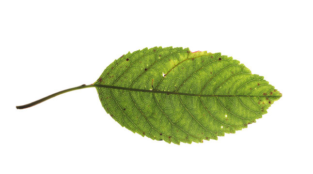 Cherry tree leaf isolated on white background