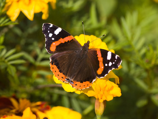 The butterfly in a sunny day on yellow flowers