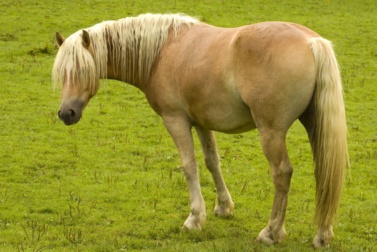 Haflinger Perd auf der Koppel sehr geplegt
