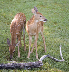 a pair of whitetail fawns take turns eating