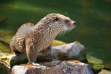 otter