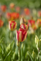 Fototapeta premium Tulip Garden