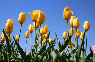 Obraz premium Tulips With Blue Sky Background
