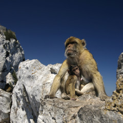 BARBARY MACAQUES OF GIBRALTAR