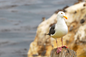 Lone seagull perched on a wood pylon along the California coast