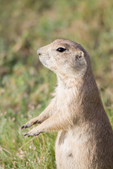 prairie dog standing vigilant on hind legs