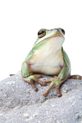 green tree frog on a rock, closeup isolated on white