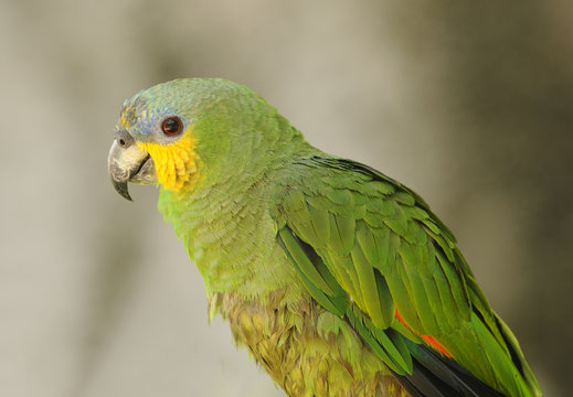 Exotic green parrot from the Amazon