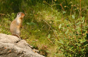 Richardson's ground squirrel, Alberta, Canada