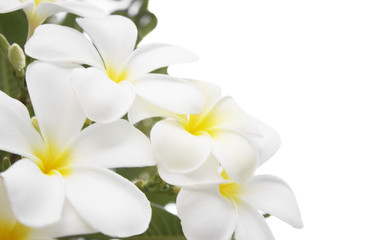 Naklejka na ściany i meble Plumeria alba pojedyncze kwiaty na białym tle.
