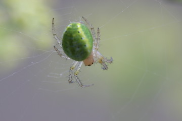 Araignée verte et rose