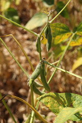 Close up of  soy in  field in late summer