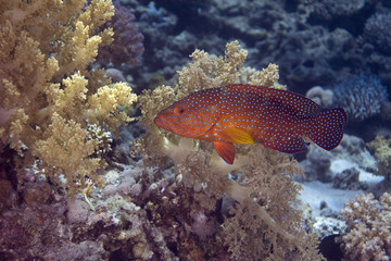 coral hind (cephalopholis miniata)