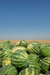 Heap of watermelon over field and blue sky  in summer