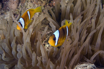 Red sea anemonefish (Amphipiron bicinctus) and bubble anemone
