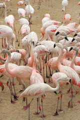 Obraz premium Flaments roses