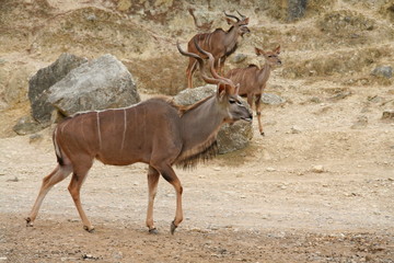 Impala