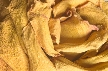 Close up of dried yellow rose detailing texture of petals