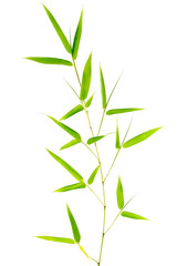 Obraz premium Feuilles de bambou