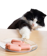 Cat steals sausages on isolated..