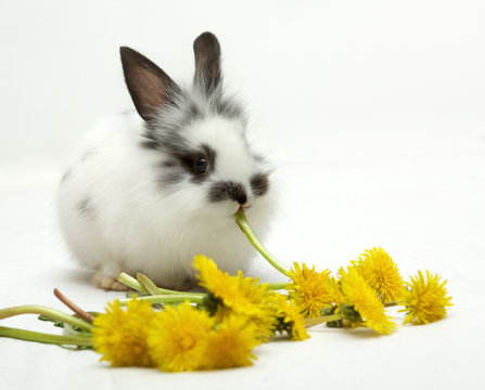 Small spotted rabbit eats dandelions