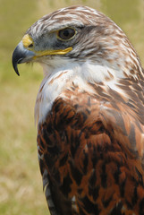 closeup of red tail hawk