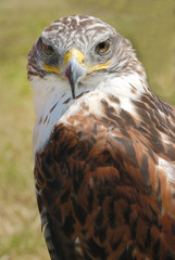 closeup of red tail hawk