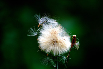 Seeds of dandelion flower, Taraxacum sp., Asteraceae.