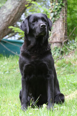 labrador noir assis de face