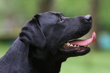 tête de chien attentif