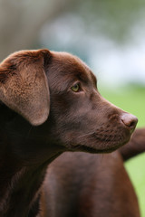 tête de labrador chocolat
