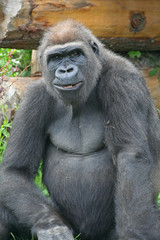 Naklejka premium Gorilla.