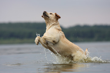 saut de chien dans l'eau