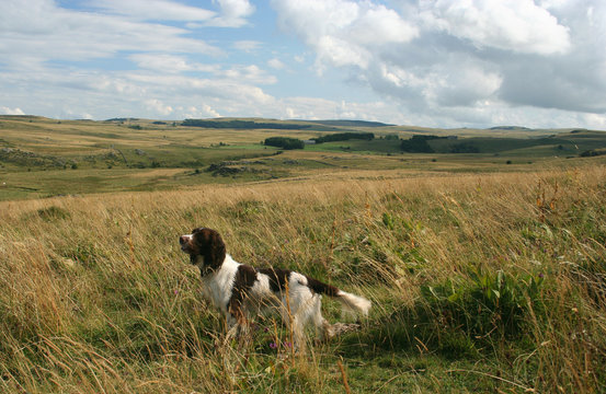 chien de chasse