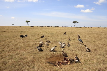 in the beautiful plains of the masai reserve in kenya africa